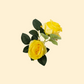 Yellow Rose