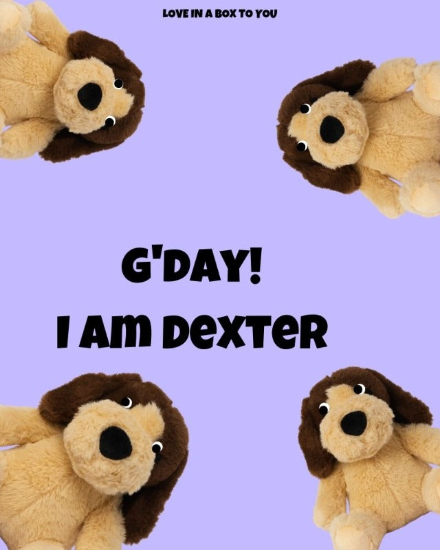 Brown Dog plush animal toys gift care package in Australia